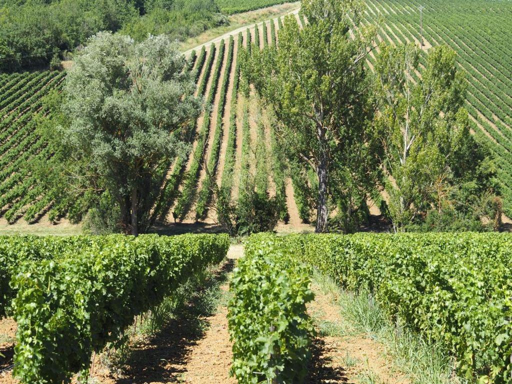 Le Mas De Doat, Gite De Charme 4 Etoiles Dans Le Triangle D Or Proche Gaillac Et Albi Senouillac Exterior foto